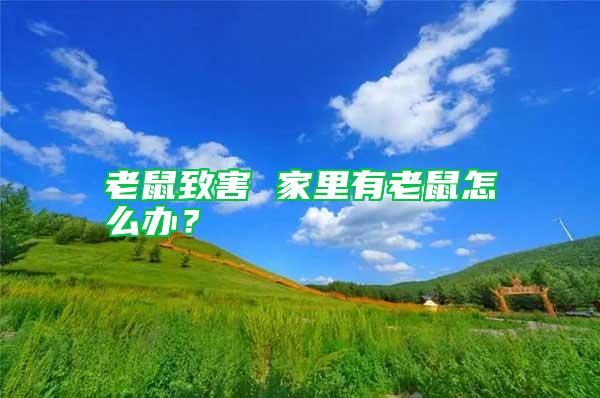 老鼠致害 家里有老鼠怎么辦?