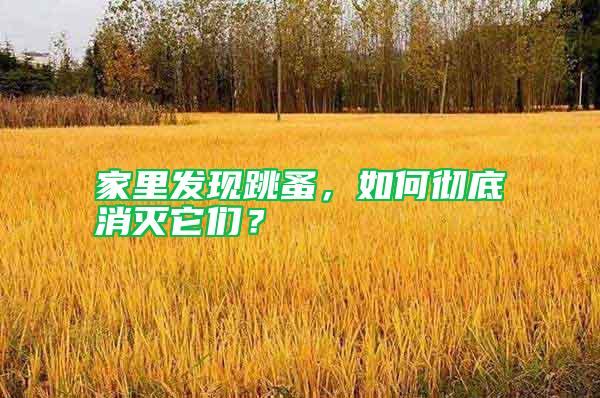 家里發現跳蚤，如何徹底消滅它們？