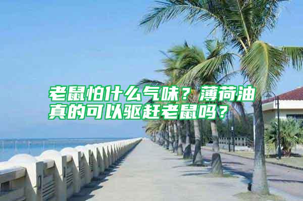 老鼠怕什么氣味?薄荷油真的可以驅(qū)趕老鼠嗎?