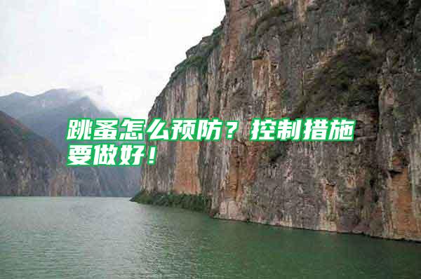 跳蚤怎么預防？控制措施要做好！