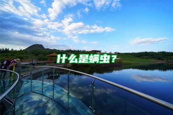 什么是螨蟲?