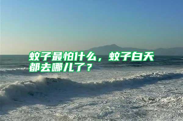 蚊子最怕什么，蚊子白天都去哪兒了？