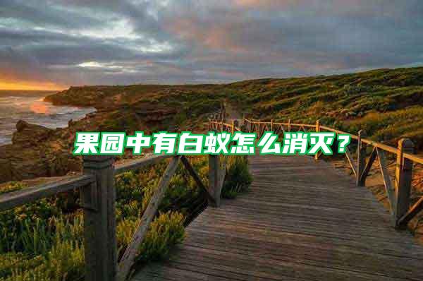 果園中有白蟻怎么消滅?