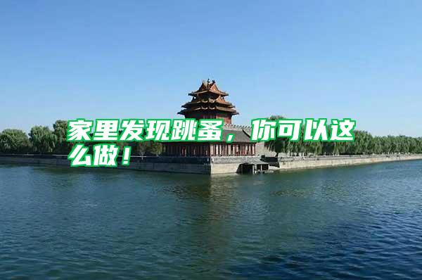 家里發現跳蚤，你可以這么做！
