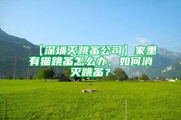 【深圳滅跳蚤公司】家里有貓跳蚤怎么辦,如何消滅跳蚤?