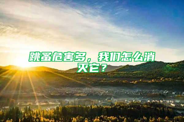 跳蚤危害多，我們怎么消滅它？