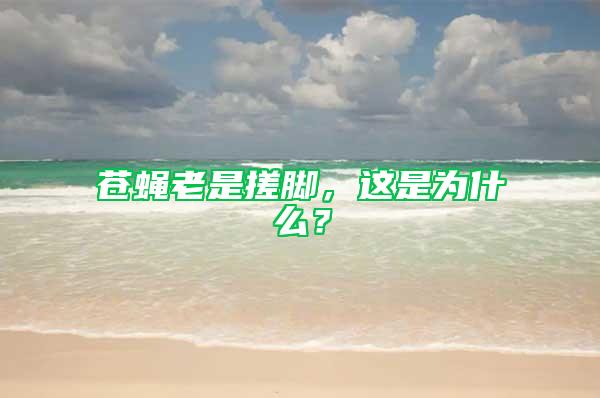 蒼蠅老是搓腳,這是為什么?