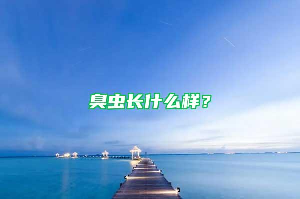 臭蟲長什么樣?