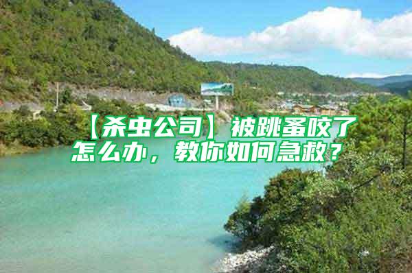 【殺蟲公司】被跳蚤咬了怎么辦,教你如何急救?
