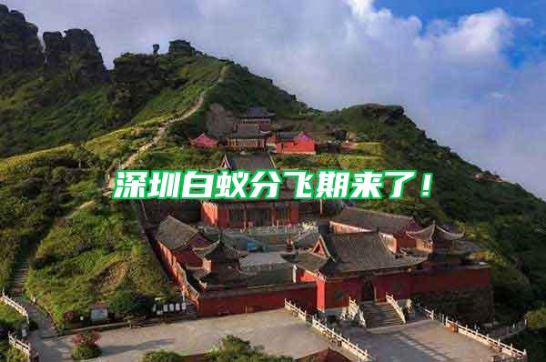 深圳白蟻分飛期來(lái)了!