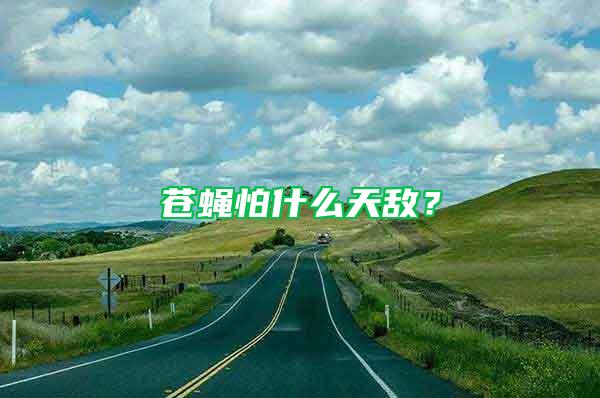 蒼蠅怕什么天敵?