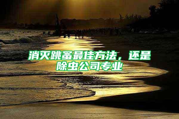 消滅跳蚤最佳方法,還是除蟲公司專業