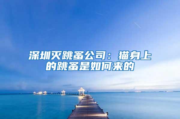 深圳滅跳蚤公司:貓身上的跳蚤是如何來的