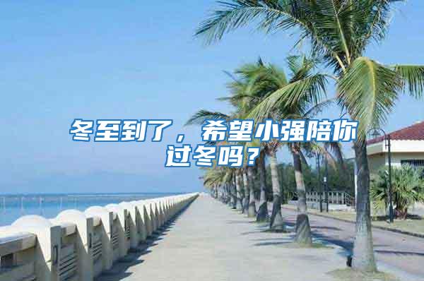 冬至到了,希望小強陪你過冬嗎?