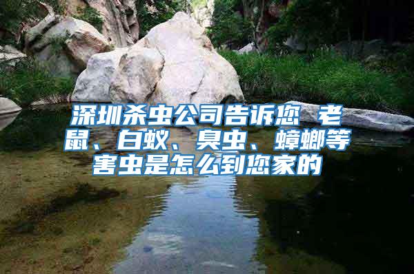 深圳殺蟲公司告訴您 老鼠、白蟻、臭蟲、蟑螂等害蟲是怎么到您家的