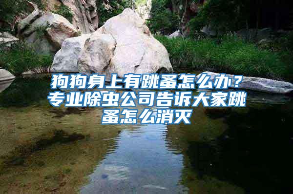 狗狗身上有跳蚤怎么辦?專業除蟲公司告訴大家跳蚤怎么消滅