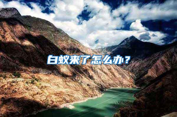 白蟻來了怎么辦？