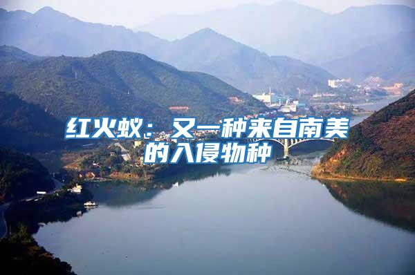 紅火蟻：又一種來(lái)自南美的入侵物種