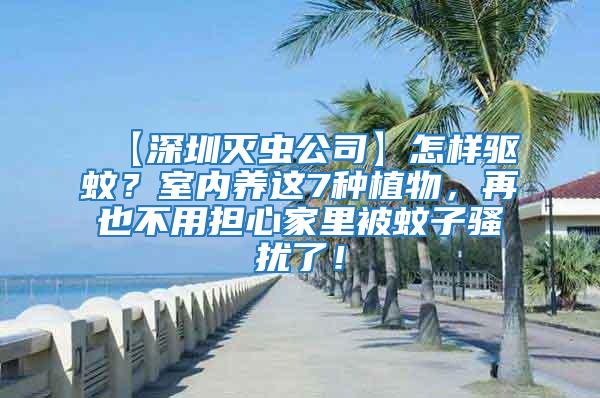 【深圳滅蟲公司】怎樣驅蚊?室內養這7種植物,再也不用擔心家里被蚊子騷擾了!
