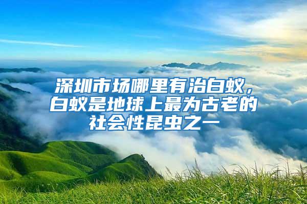 深圳市場哪里有治白蟻，白蟻是地球上最為古老的社會性昆蟲之一