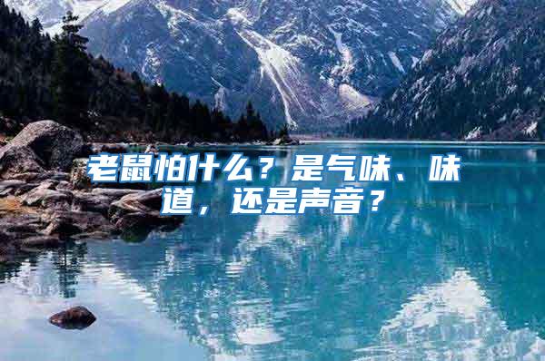 老鼠怕什么?是氣味、味道,還是聲音?