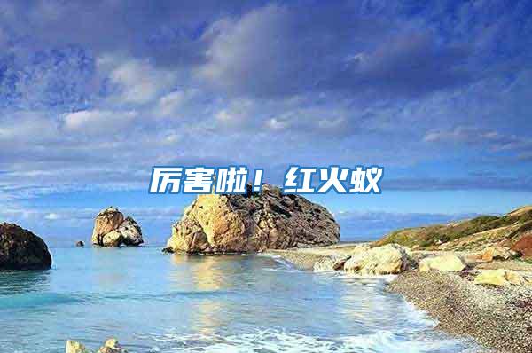 厲害啦!紅火蟻