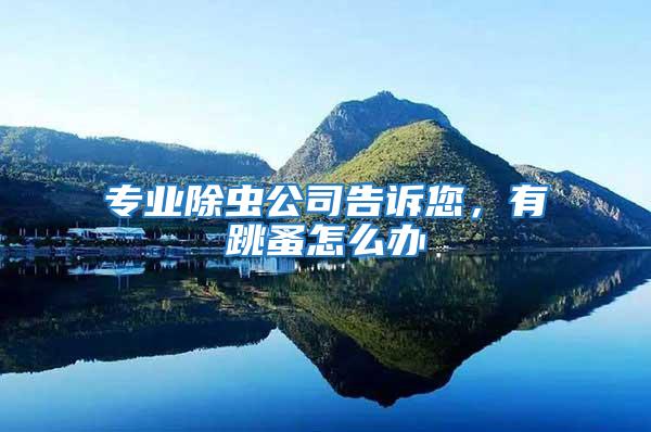 專業除蟲公司告訴您,有跳蚤怎么辦