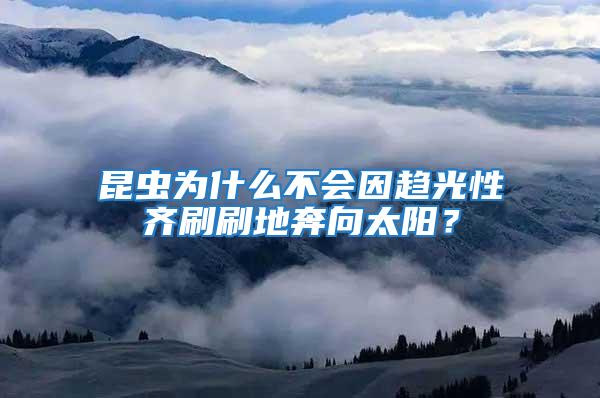 昆蟲為什么不會因趨光性齊刷刷地奔向太陽?