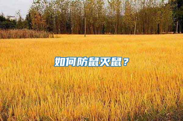 如何防鼠滅鼠?
