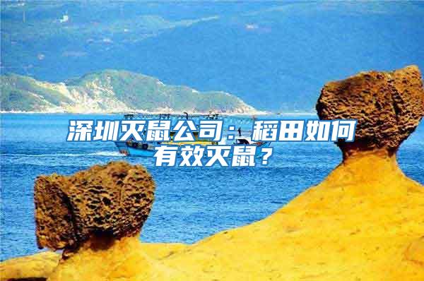 深圳滅鼠公司:稻田如何有效滅鼠?