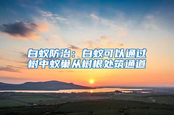 白蟻防治:白蟻可以通過樹中蟻巢從樹根處筑通道