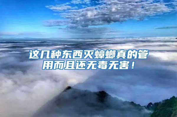 這幾種東西滅蟑螂真的管用而且還無毒無害!