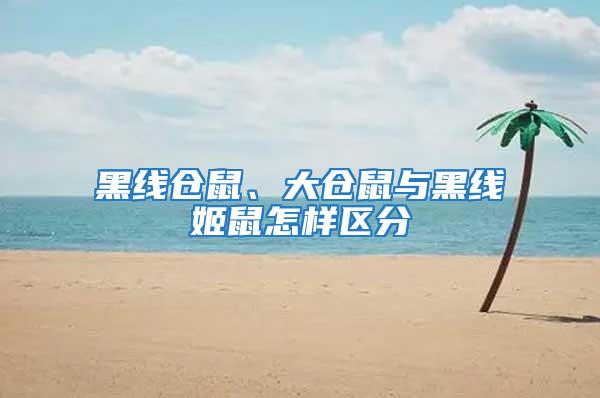 黑線倉鼠、大倉鼠與黑線姬鼠怎樣區(qū)分