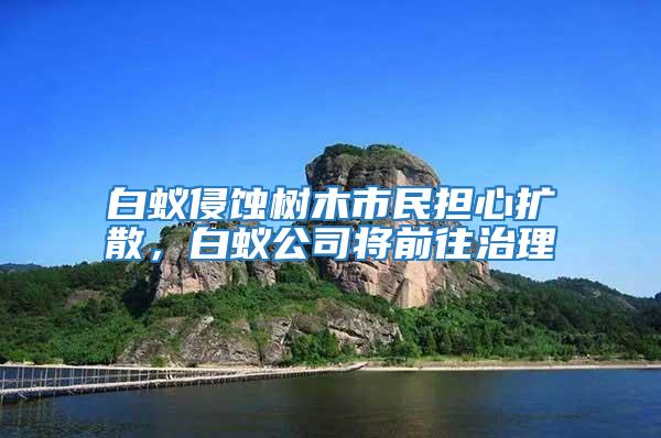 白蟻侵蝕樹木市民擔心擴散,白蟻公司將前往治理