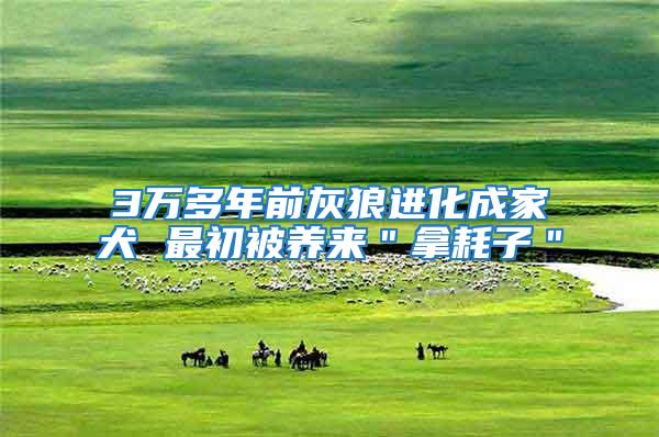 3萬多年前灰狼進化成家犬 最初被養(yǎng)來"拿耗子"