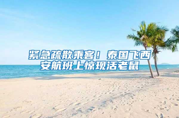 緊急疏散乘客!泰國飛西安航班上驚現活老鼠