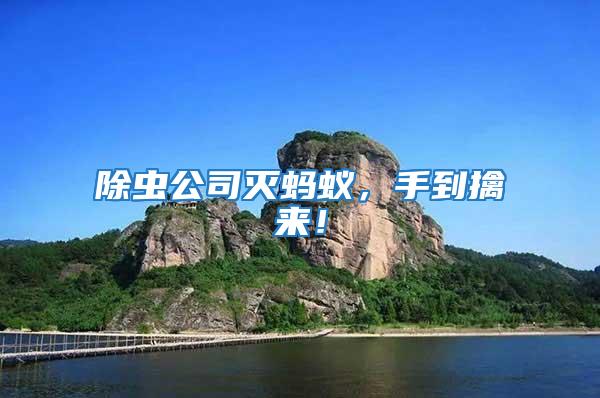 除蟲公司滅螞蟻,手到擒來!