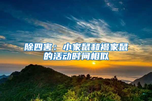 除四害:小家鼠和褐家鼠的活動時間相似