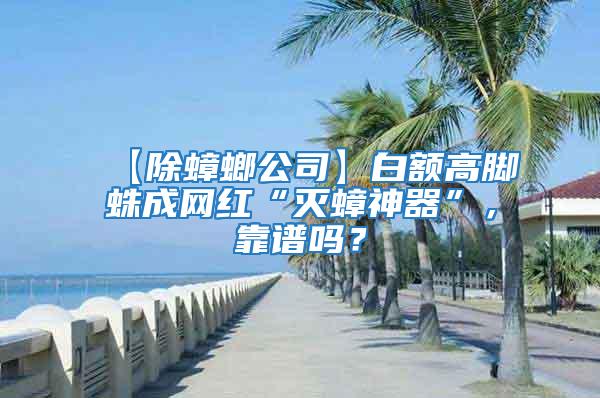 【除蟑螂公司】白額高腳蛛成網紅“滅蟑神器”,靠譜嗎?