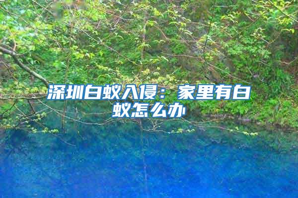 深圳白蟻入侵:家里有白蟻怎么辦