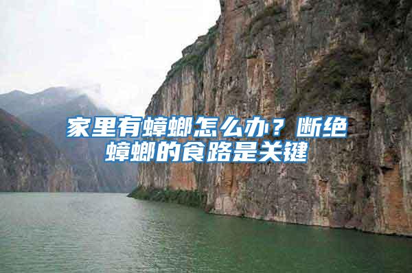 家里有蟑螂怎么辦？斷絕蟑螂的食路是關(guān)鍵