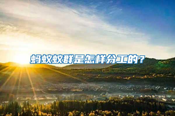 螞蟻蟻群是怎樣分工的?