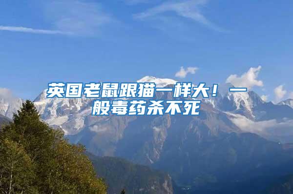 英國老鼠跟貓一樣大!一般毒藥殺不死