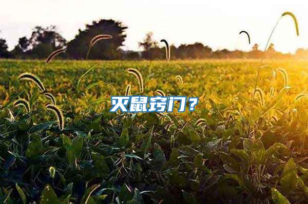 滅鼠竅門？