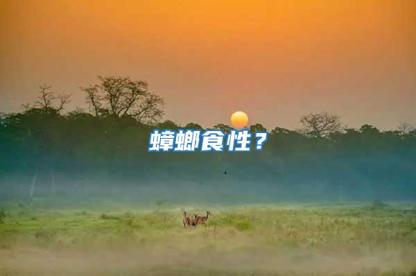 蟑螂食性?