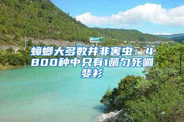 蟑螂大多數并非害蟲:4800種中只有1薅勻死嘣斐衫