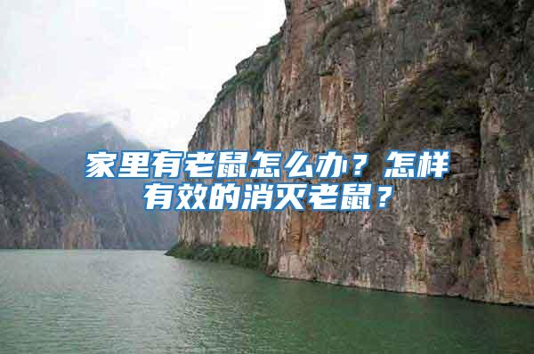 家里有老鼠怎么辦?怎樣有效的消滅老鼠?