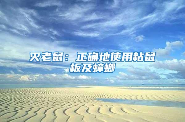 滅老鼠:正確地使用粘鼠板及蟑螂