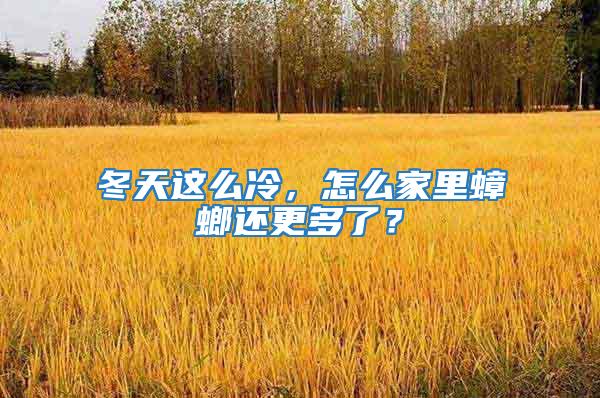 冬天這么冷,怎么家里蟑螂還更多了?