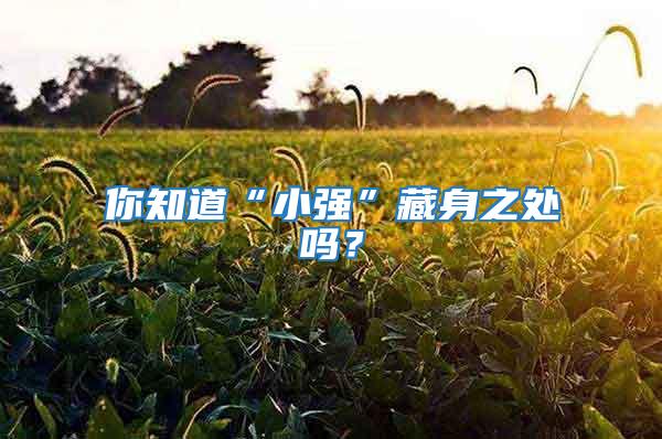 你知道“小強”藏身之處嗎?